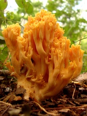 Ramaria aurea