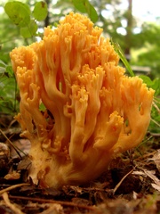 Ramaria aurea