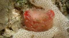 Styelidae