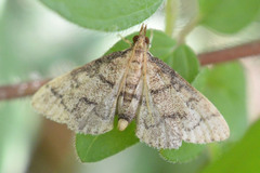 Steniini