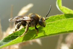 Macropis europaea