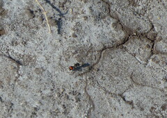 Cephalomutilla haematodes