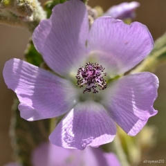 Sphaeralcea angustifolia