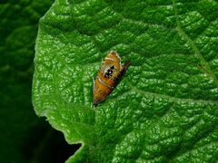 Olethreutes arcuella