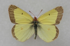 Colias gigantea