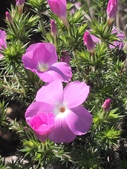 Linanthus