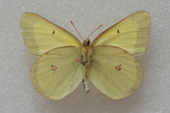 Colias gigantea