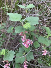 Ribes malvaceum