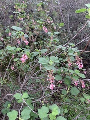 Ribes malvaceum