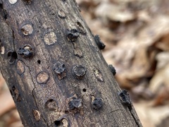 Biscogniauxia marginata