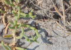 Cephalomutilla haematodes