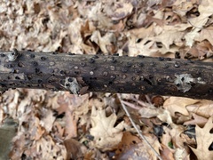 Biscogniauxia marginata