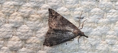 Hypena obsitalis