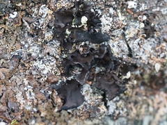 Umbilicaria polyphylla