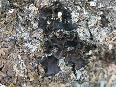 Umbilicaria polyphylla