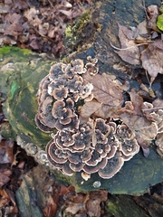 Trametes versicolor