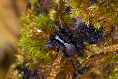 Pardosa lugubris