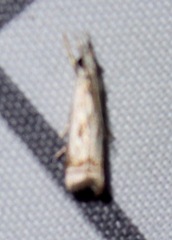 Microcrambus