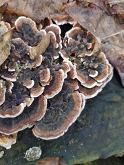 Trametes versicolor