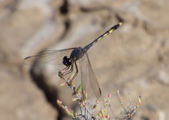 Erythrodiplax nigricans