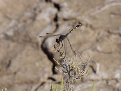 Erythrodiplax nigricans
