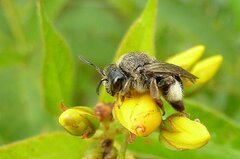 Macropis europaea
