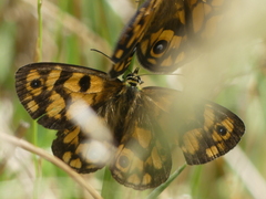 Heteronympha cordace