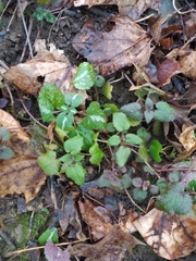 Lamium maculatum