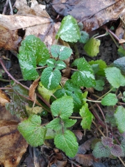 Lamium maculatum