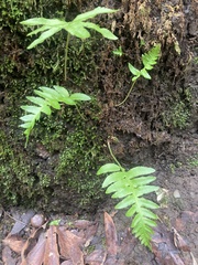 Polypodium calirhiza