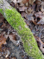 Brachythecium rutabulum