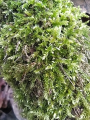 Brachythecium rutabulum