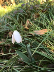 Galanthus