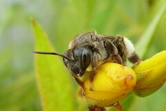 Macropis europaea
