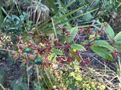 Clerodendrum indicum