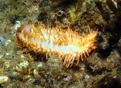 Eupentacta quinquesemita