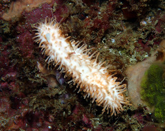 Eupentacta quinquesemita