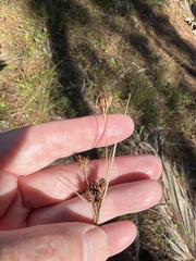 Rhynchospora fascicularis