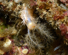 Eupentacta quinquesemita