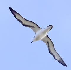 Pterodroma baraui