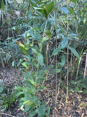 Clerodendrum indicum