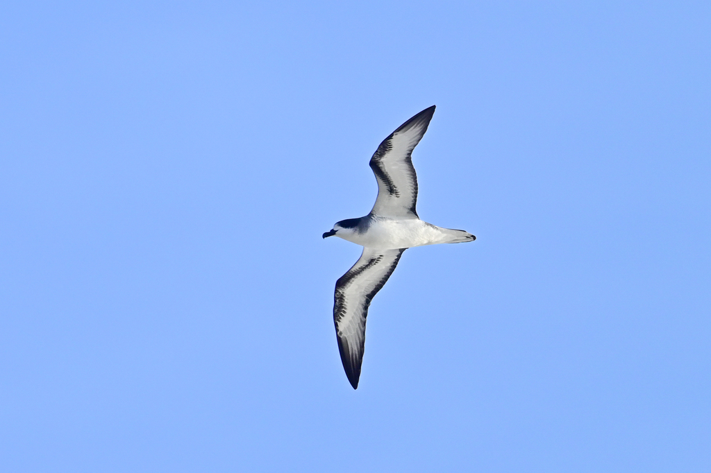Barau's Petrel (Pterodroma baraui) photo