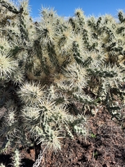 Cylindropuntia