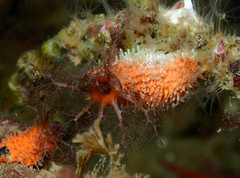 Pachythyone rubra