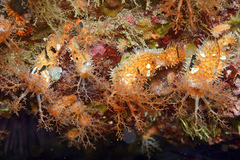 Pachythyone rubra