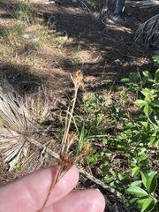 Rhynchospora fascicularis