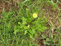 Taraxacum palustre