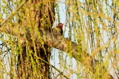 Sphyrapicus ruber × nuchalis