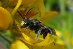 Macropis europaea