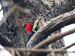 Campephilus melanoleucos